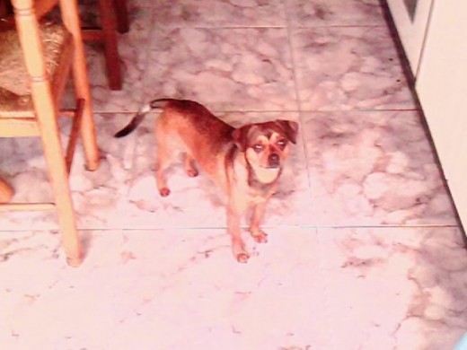 se llama lucky es una mezcla de chiguagua
marron con manchas negras uy cariñoso y muy educado